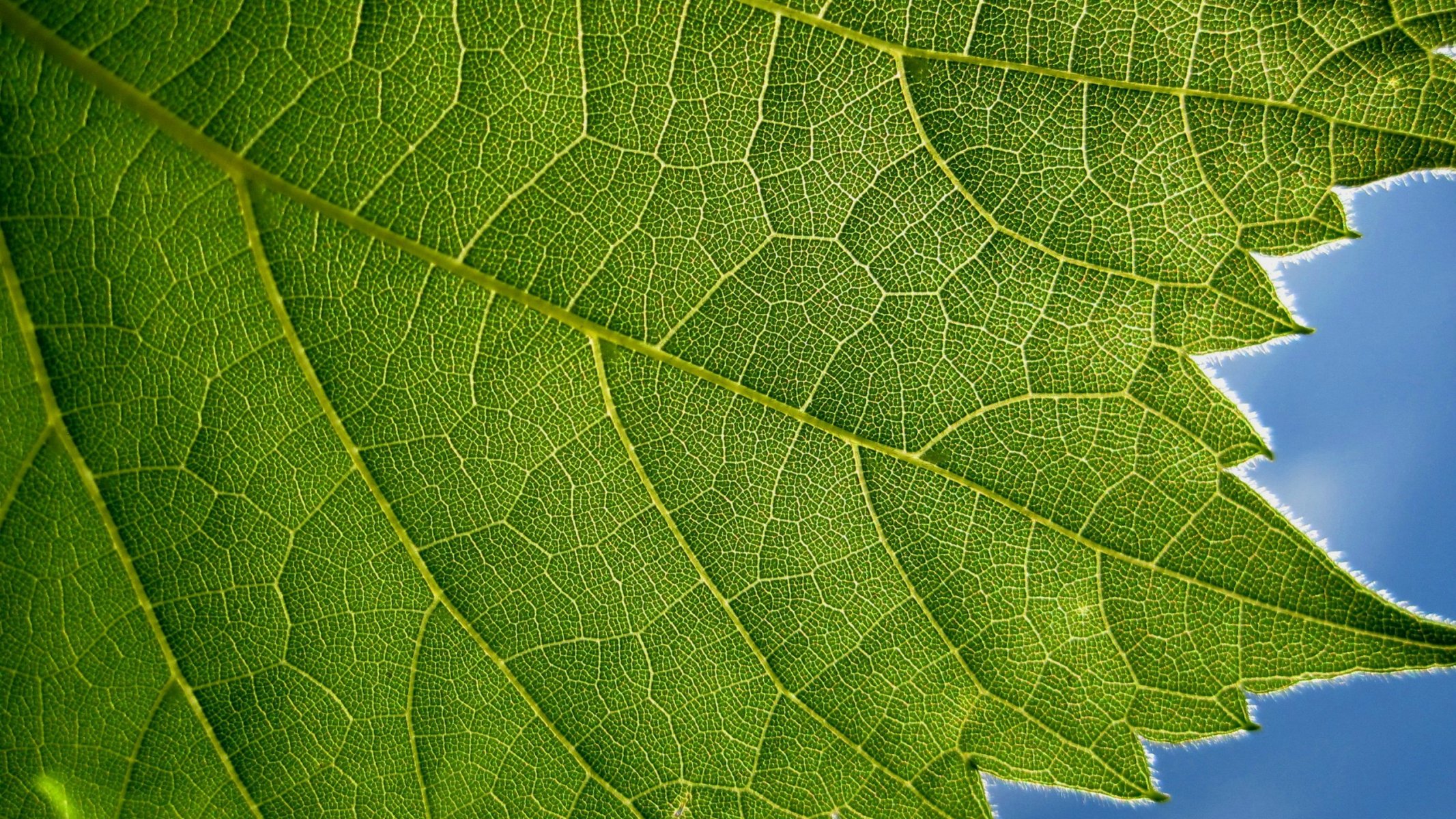 pianta foglia verde blu