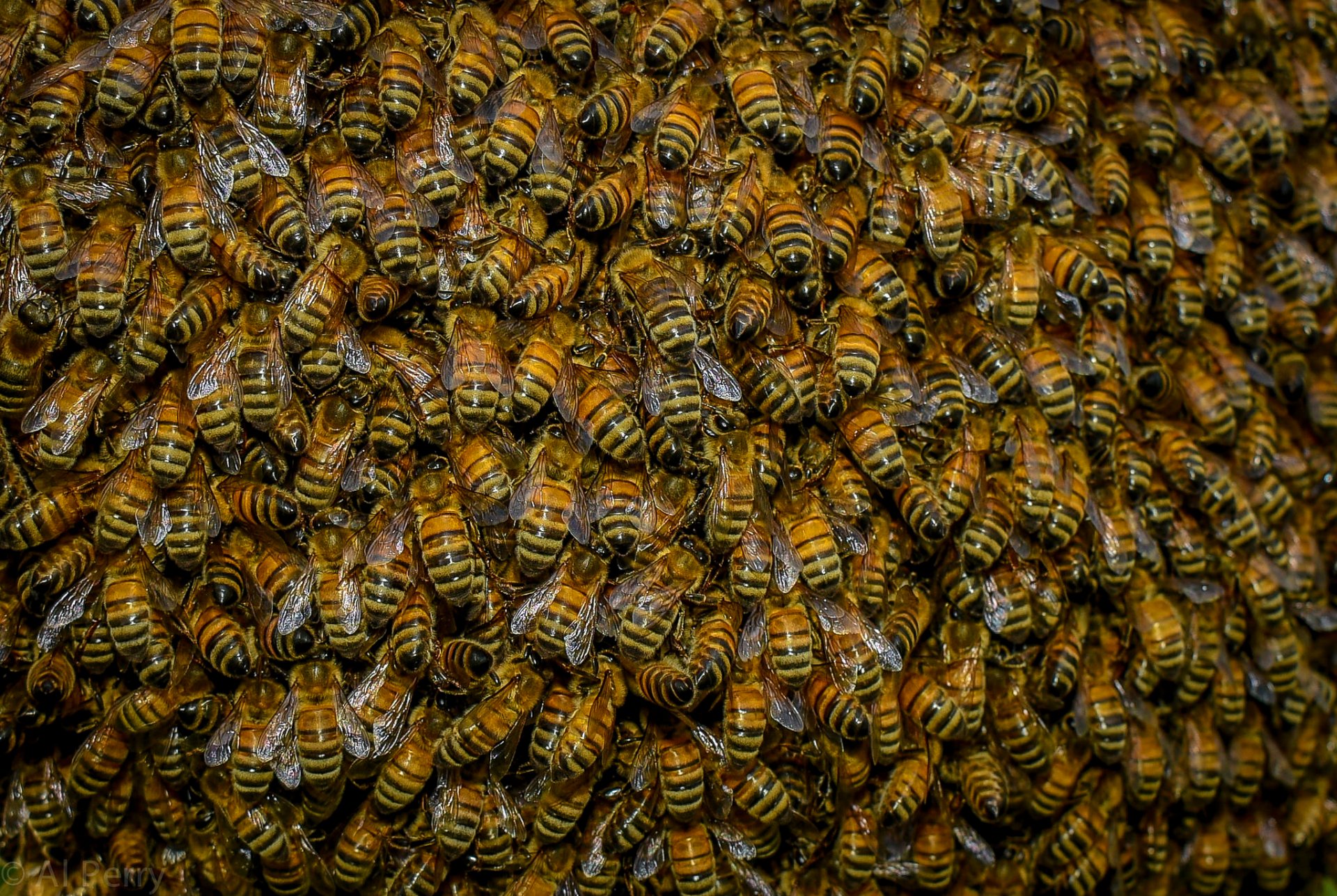 abejas insecto enjambre naturaleza