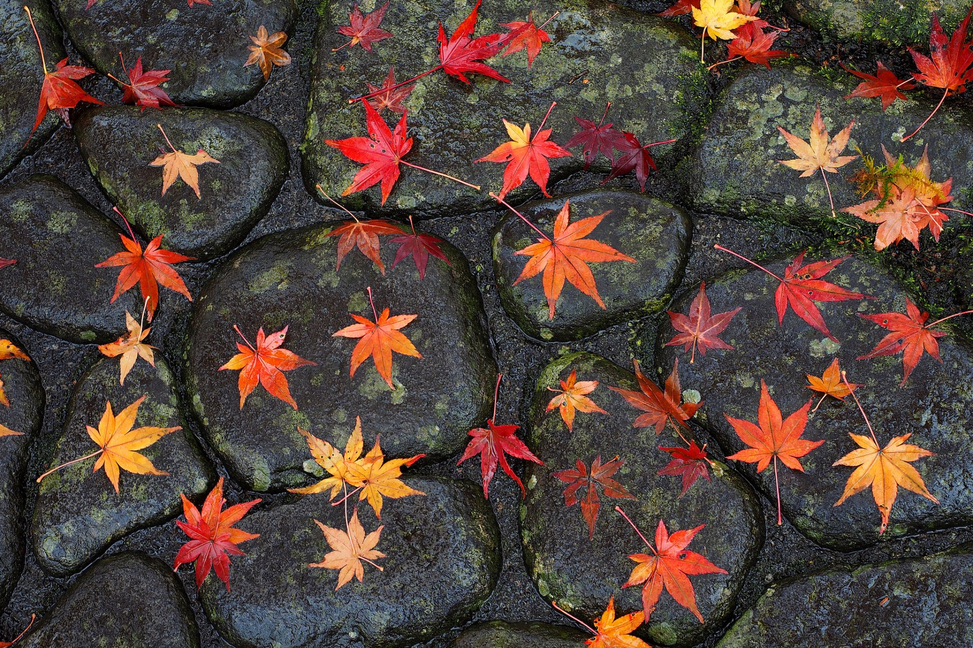 road bridge stones leaves autumn