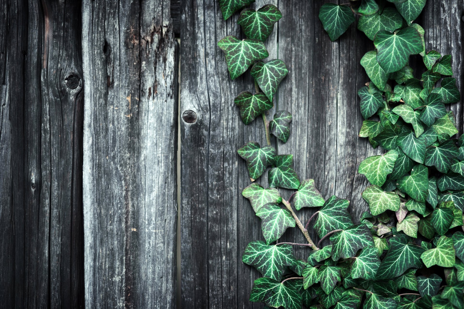 planches en bois clôture plante feuilles texture