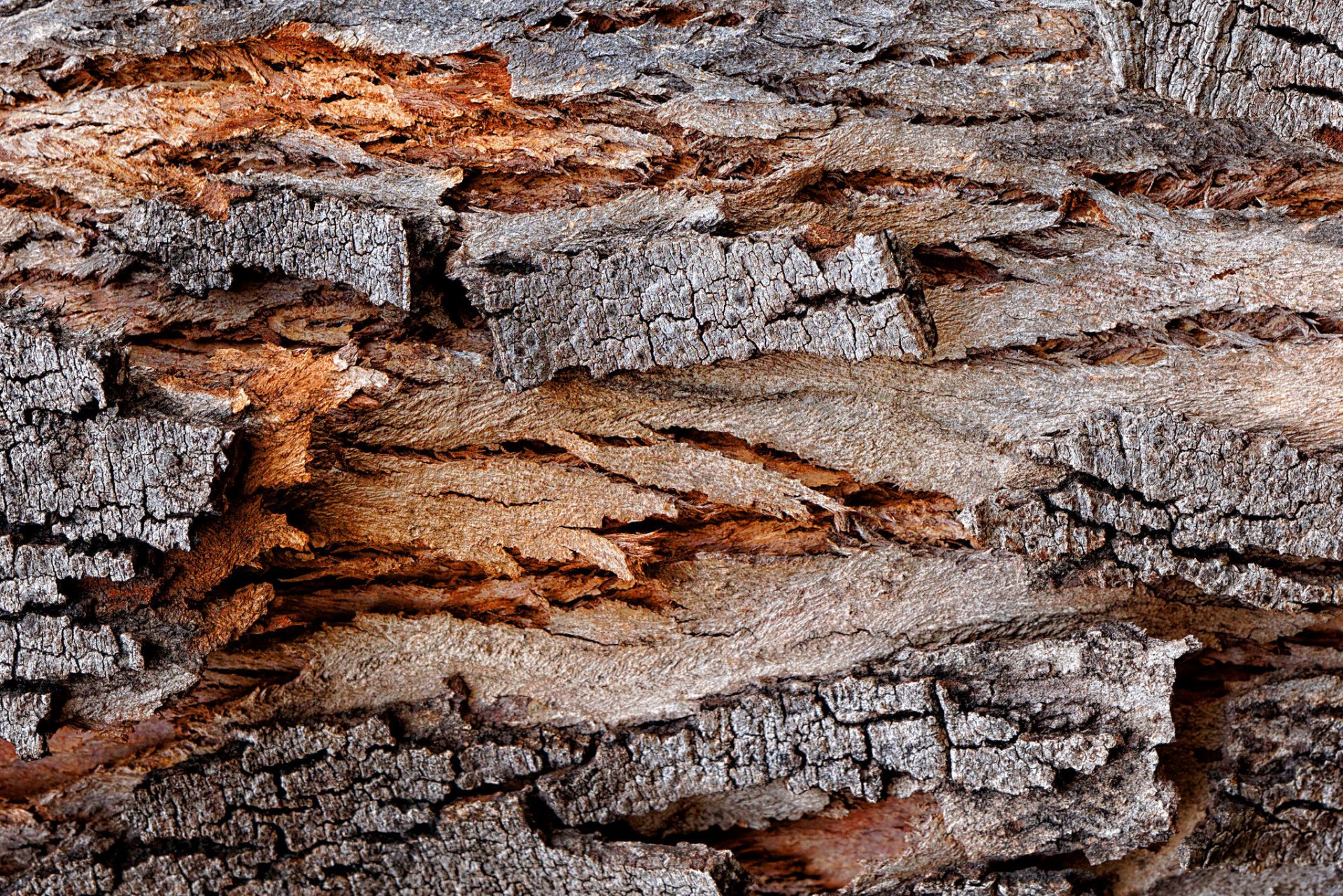 bark tree textures background