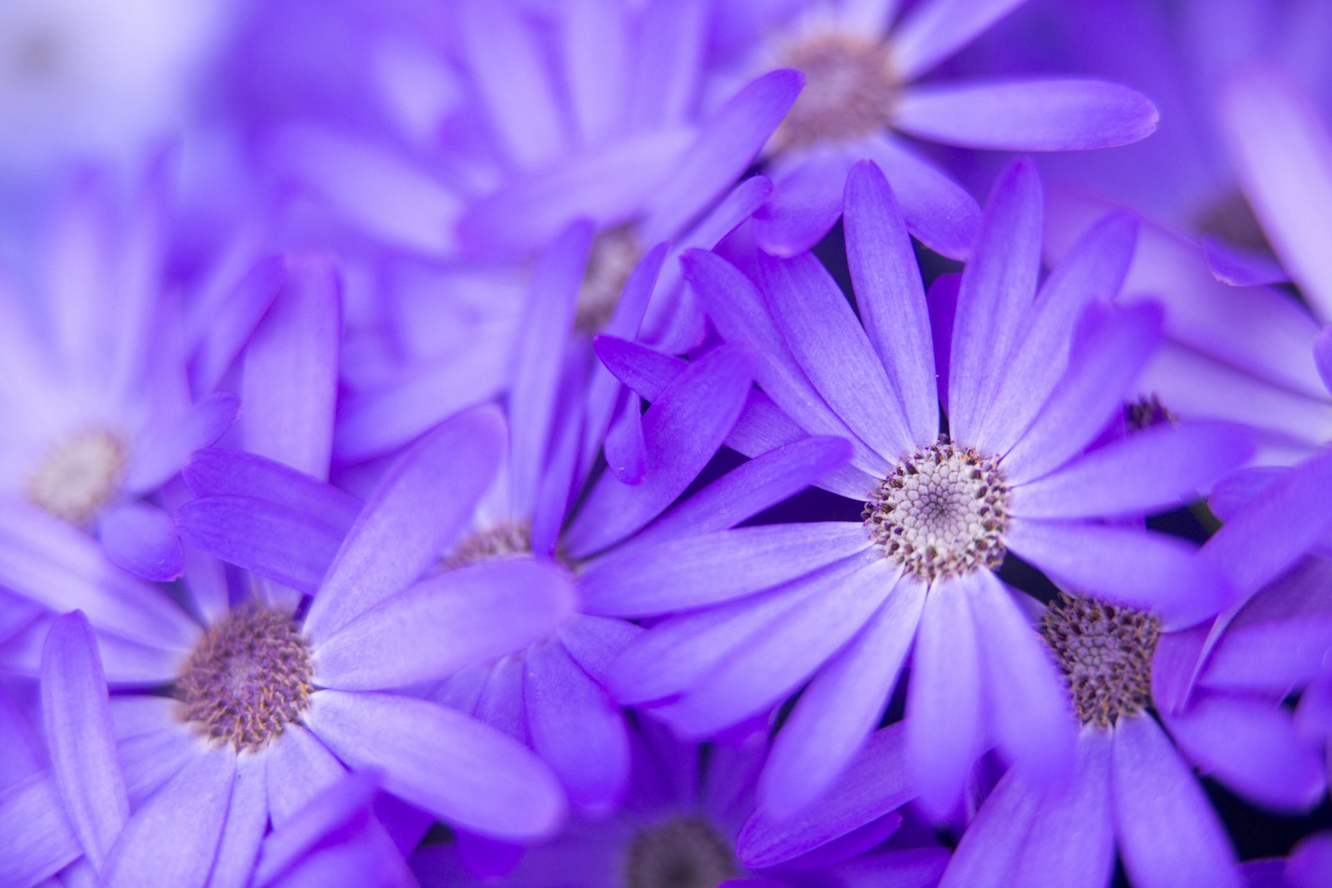 flower petals nature close up