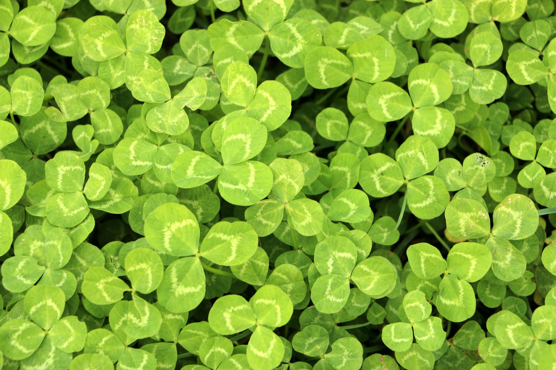 feuilles beaucoup gros plan verts