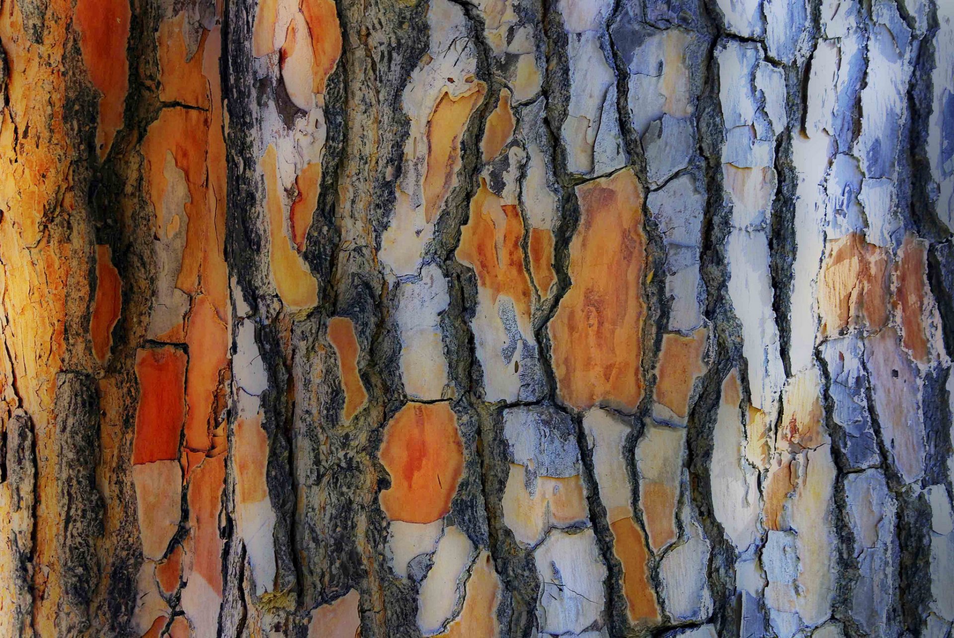 tree trunk bark