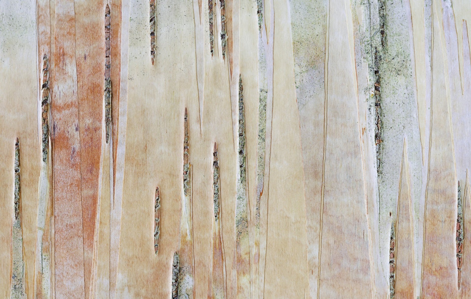 corteccia albero tronco colore