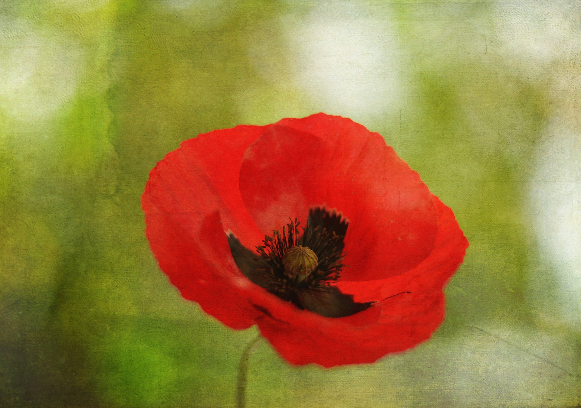 flower poppy close up petals canva