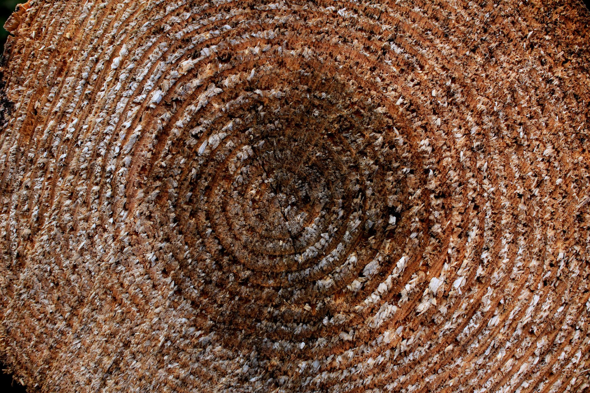 madera textura grietas anillos