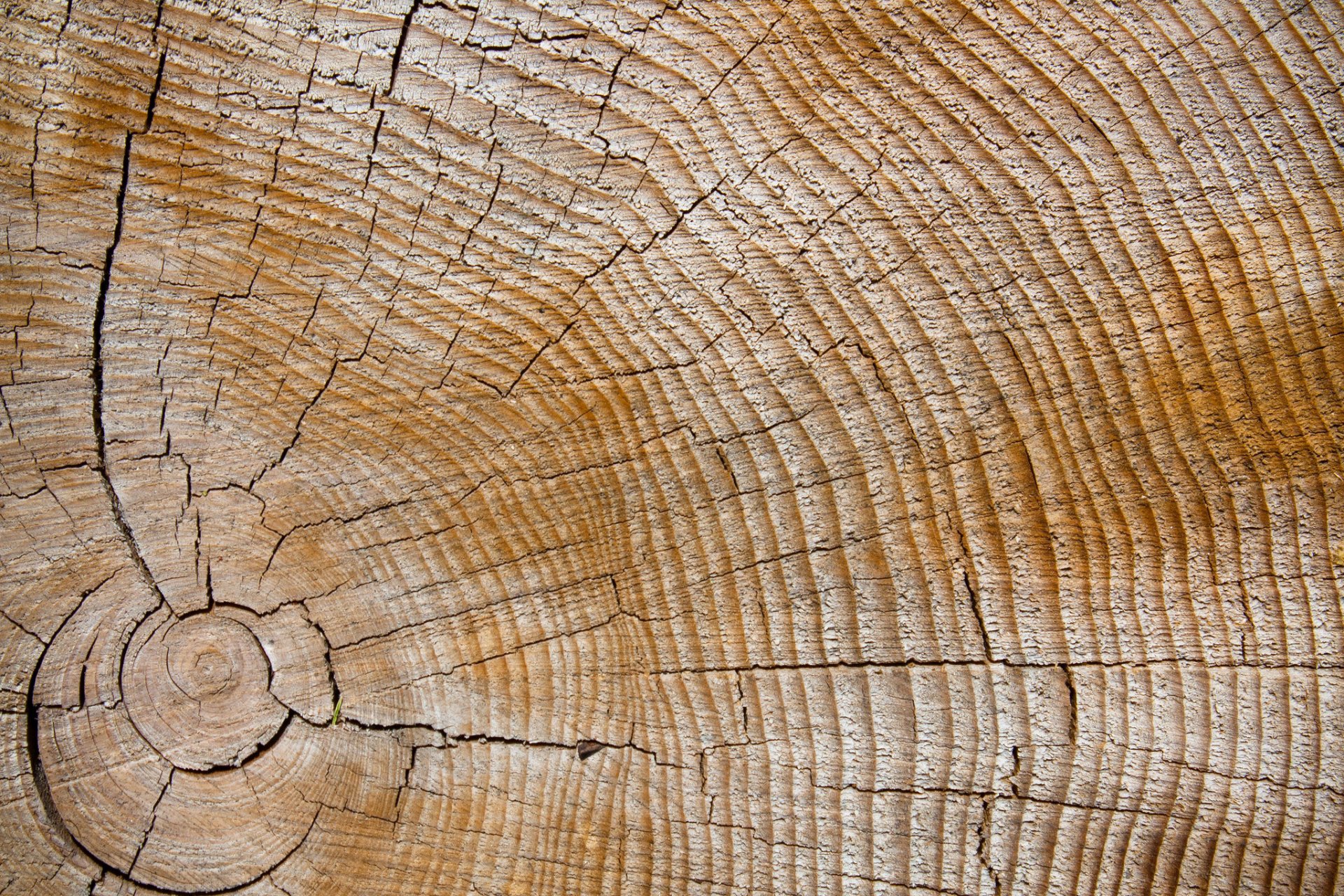 madera textura grietas anillos