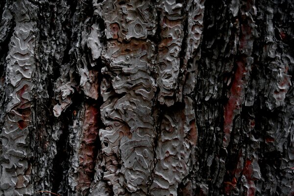 Fondo de textura de corteza de árbol