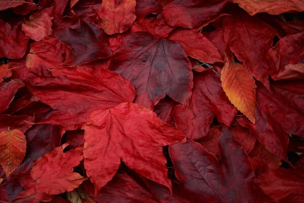 Alfombra de hojas de otoño rojo