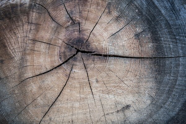 Fondo de textura de tronco de árbol