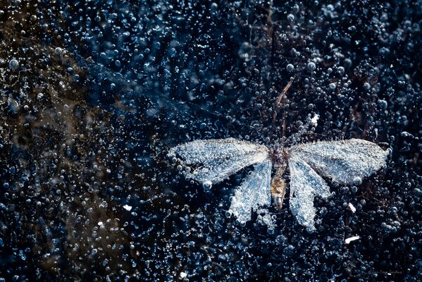 Schmetterling unter Eis und Luftblasen