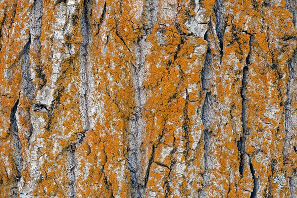 A tree trunk with a beautiful texture