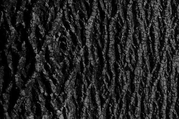 Background of ebony bark texture