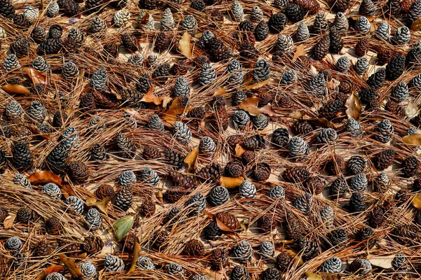 Soil in a coniferous forest with cones and pine needles