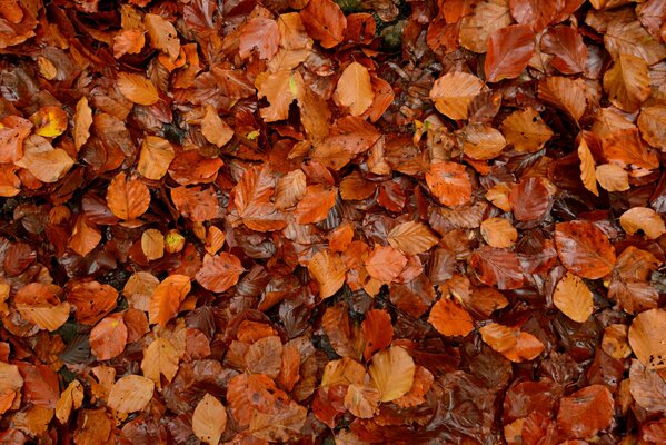 Background of many autumn leaves