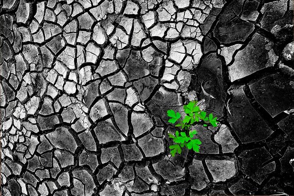 Dried-up earth that has cracked. the sprout breaks through in the ground