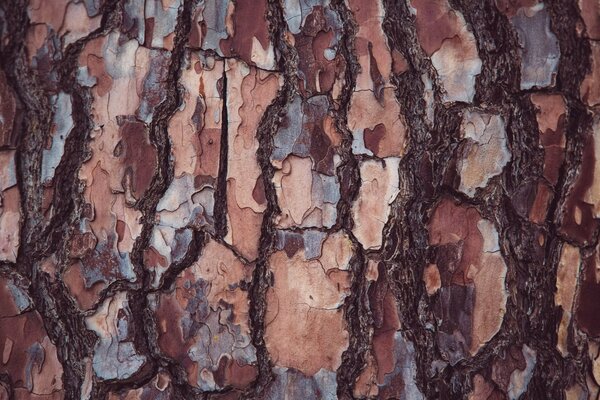 Texture di sfondo raffigurante la corteccia di un albero