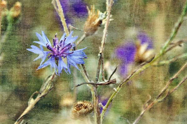 Painting canvas nature flowers