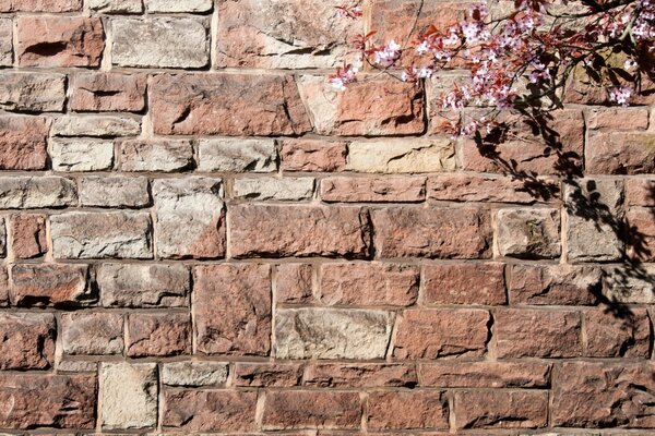 Branche fleurie sur fond de mur de briques