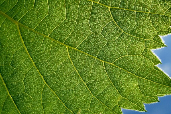 Green leaf close-up on a blue sky background