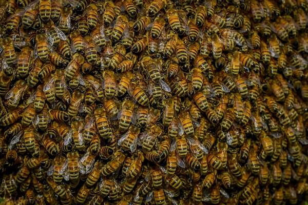 Enjambre de abejas zumbando en las calles