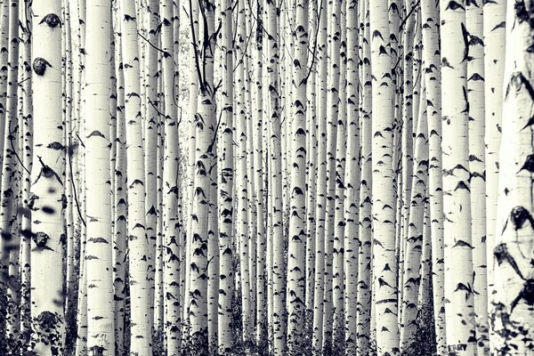 Birch white smooth forest