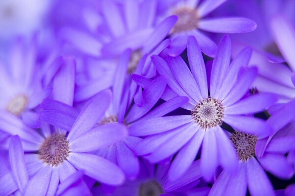 Fiori lilla Macro Natura