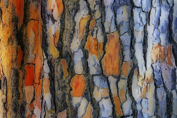 Multicolored bark of a tree