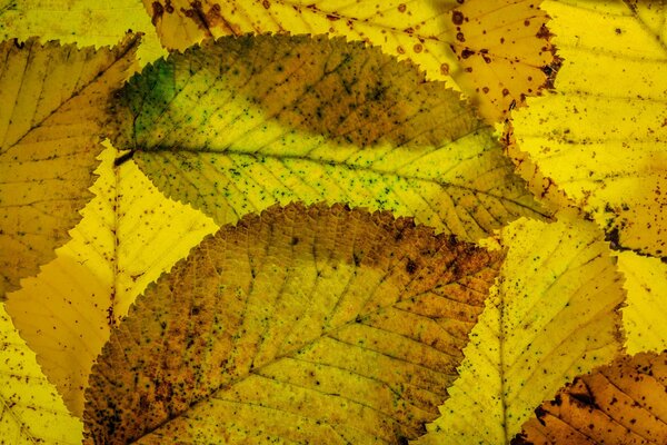 Autumn leaves macro texture