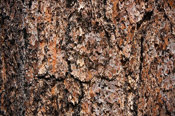 Fond de texture de bois brun