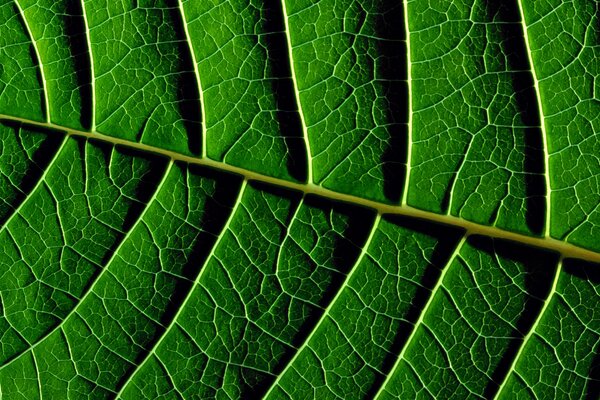 Texture des feuilles de verdure juteuse