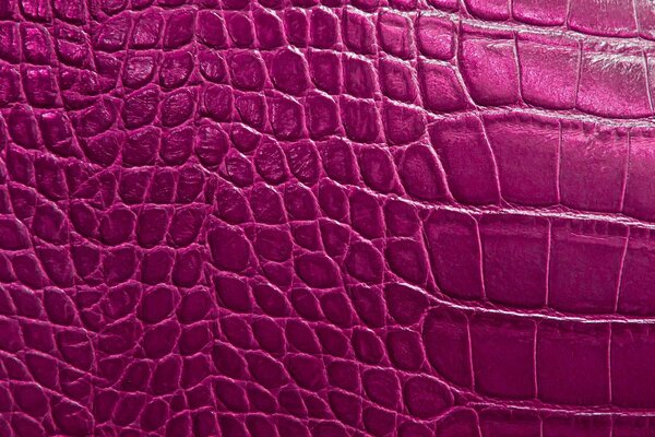 Alligator skin in violet color