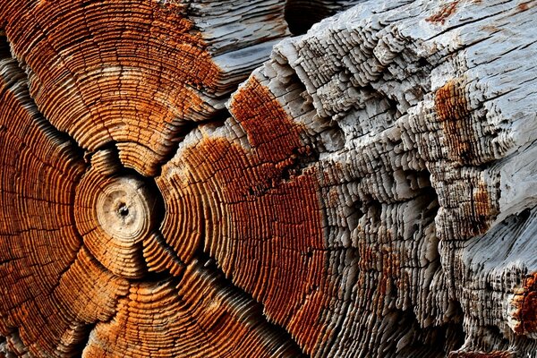 Vieux bois dans la coupe, anneaux d arbre