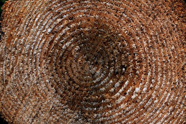 Textura en el corte de madera con anillos