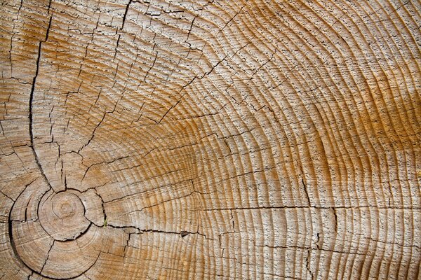 Anneaux d arbre avec des fissures