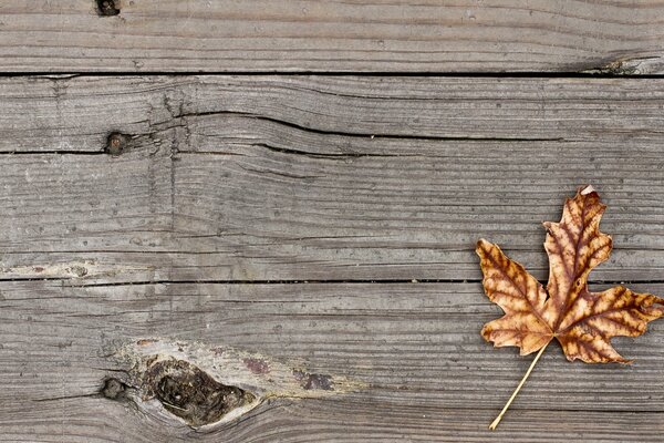 Autumn maple leaf on the background of a wooden board