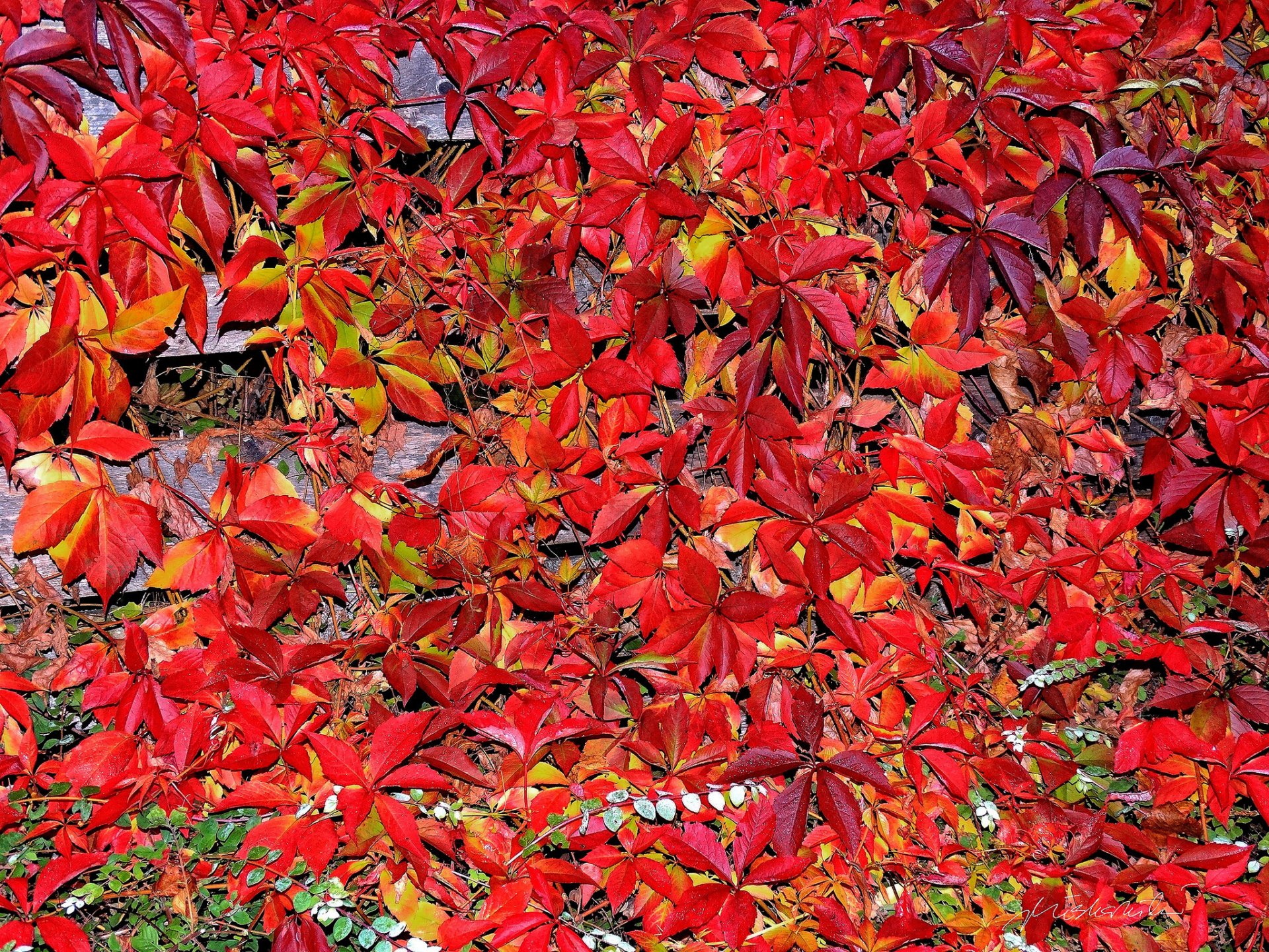 blätter herbst teppich purpurrot