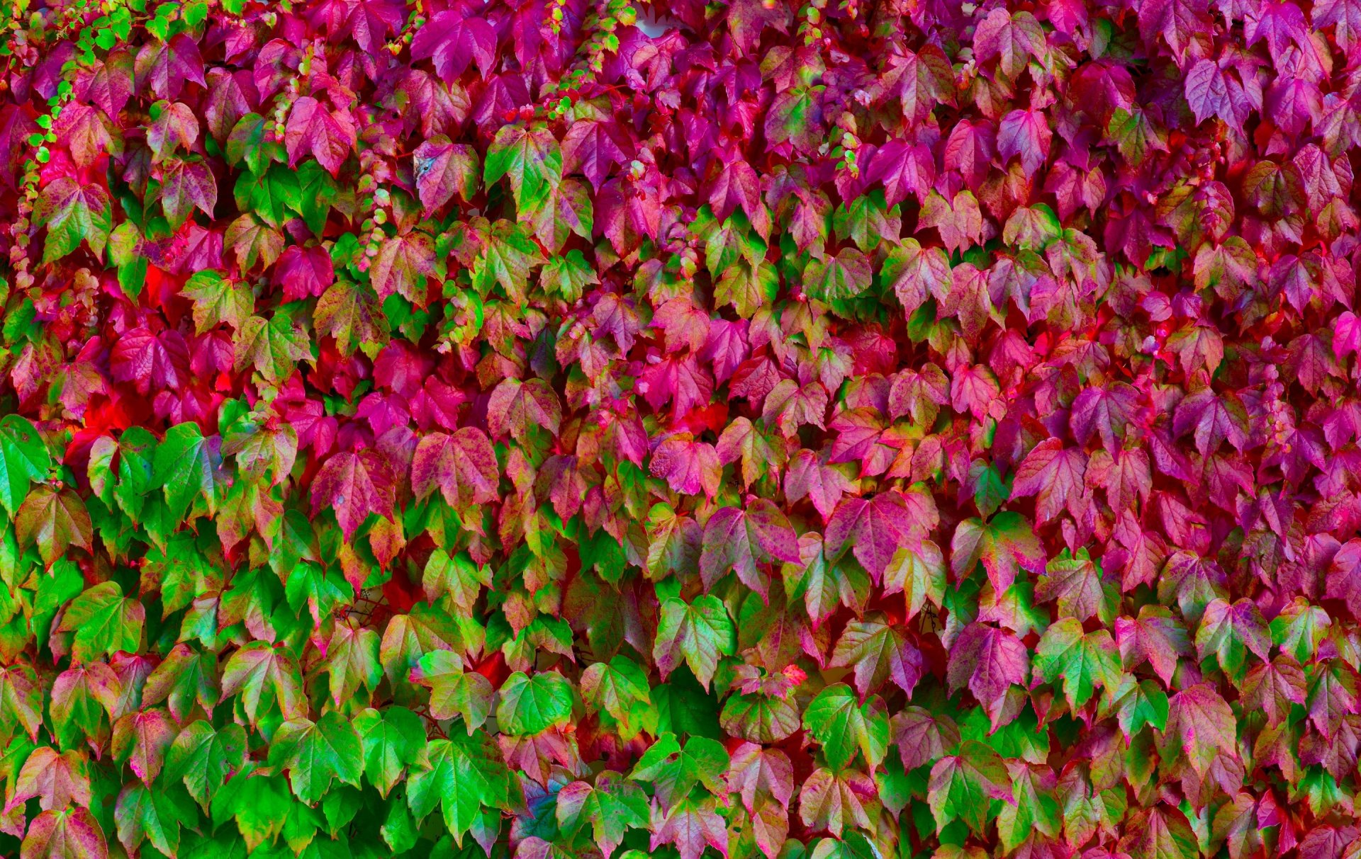 leaves many flowers green pink close up texture