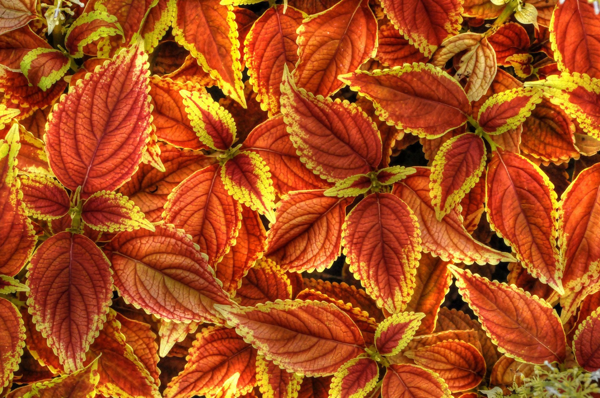 coleus blume plant leaves paint nature