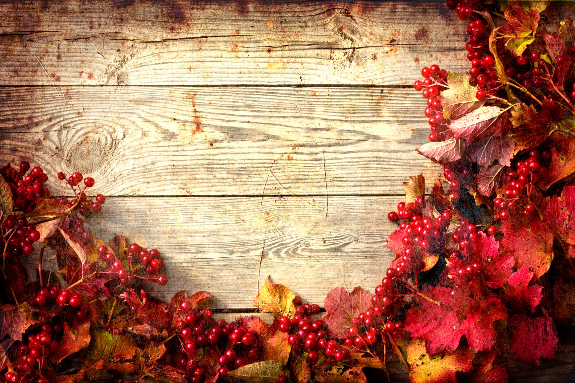 autumn leaves branches of viburnum