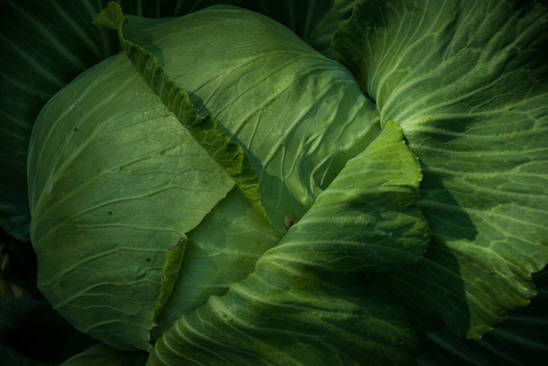 cavolo verdure foglie