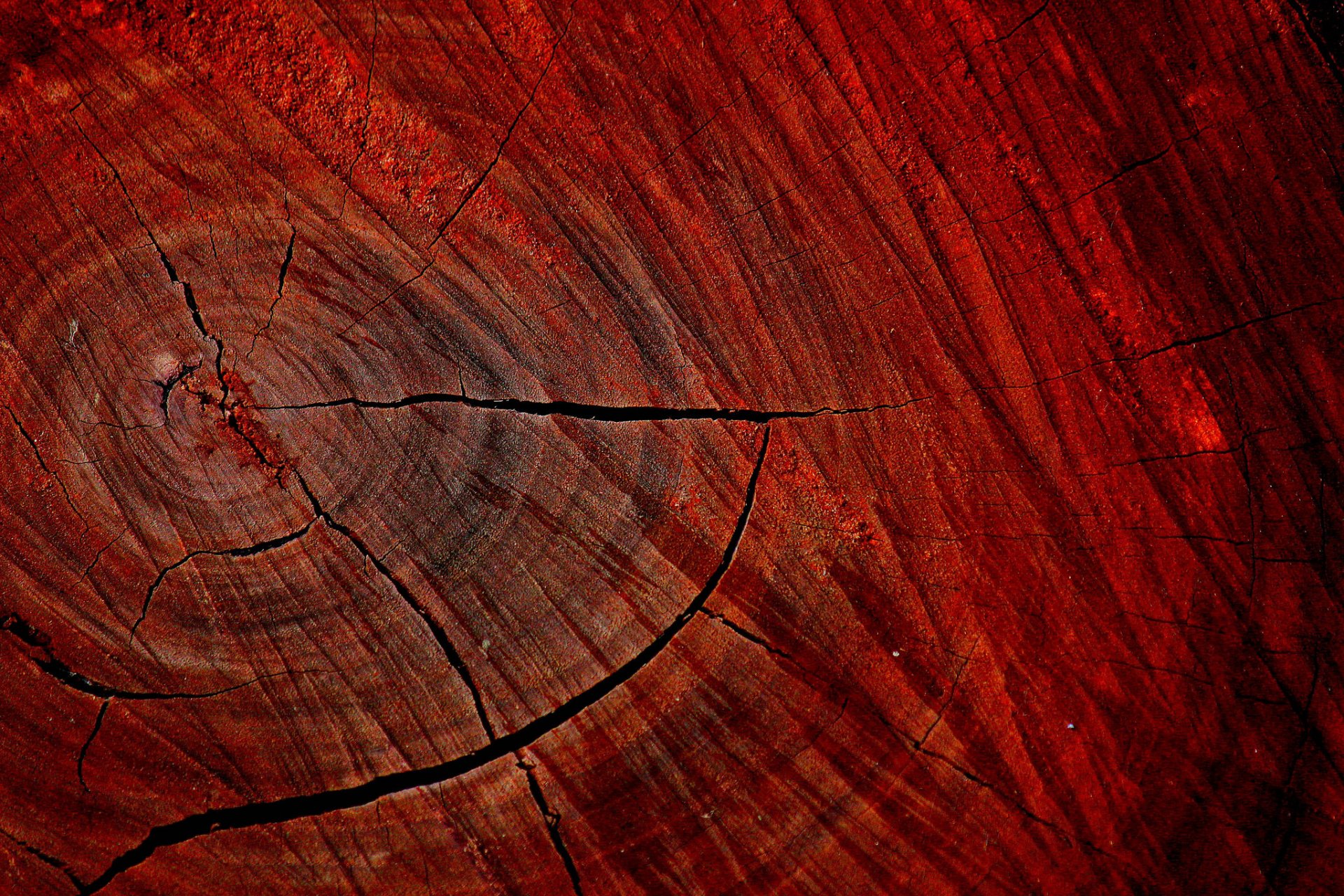 tree textures of the crack flower