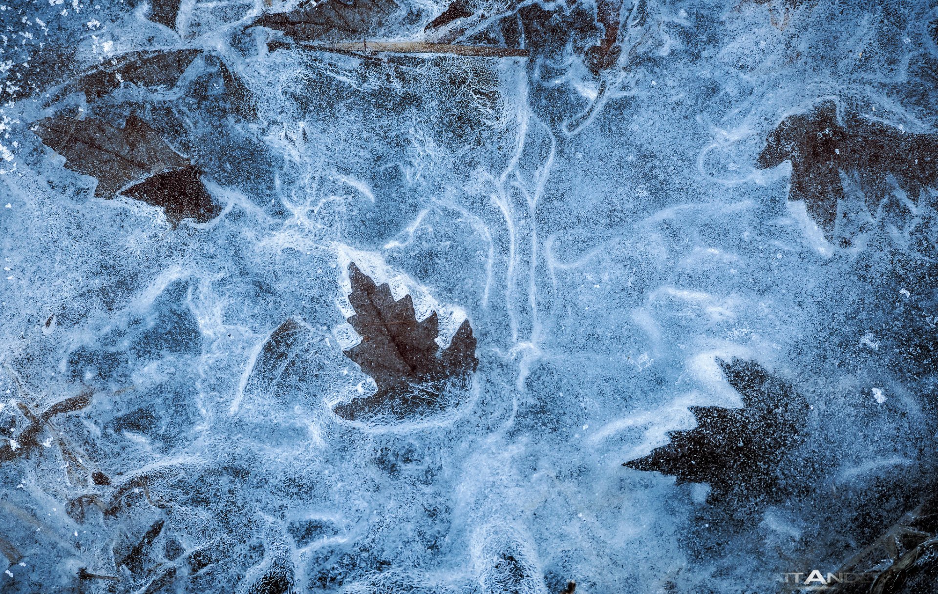 winter textures close up autumn dry foliage