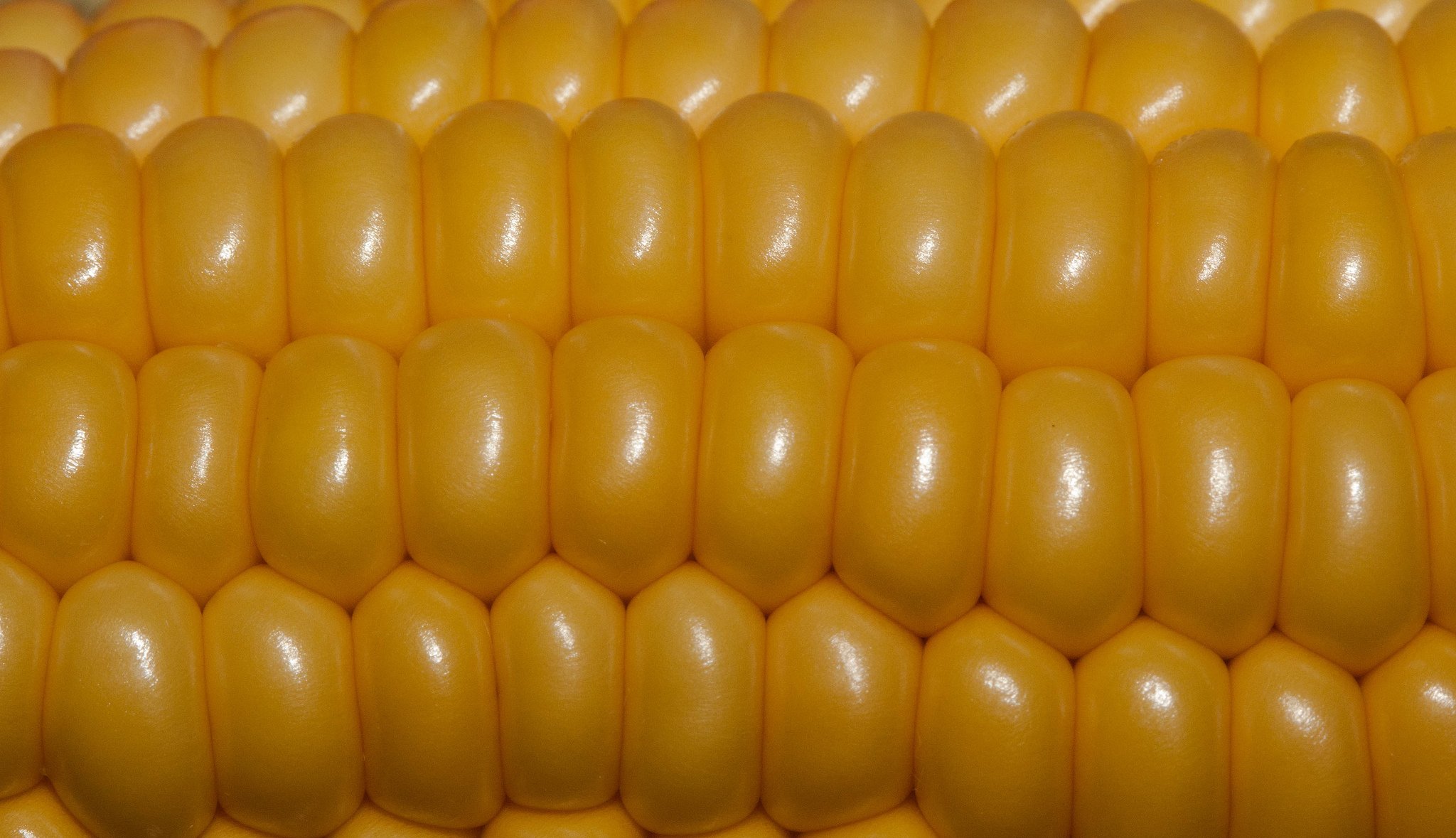 corn grain cob close up