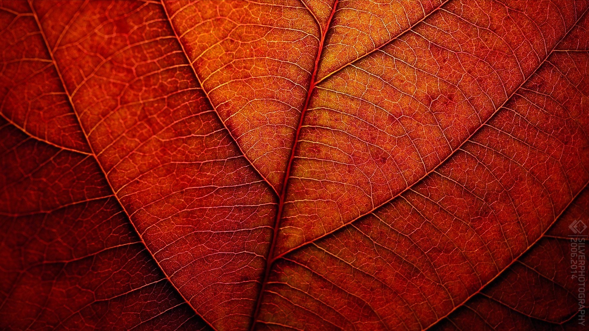 autumn sheet red texture