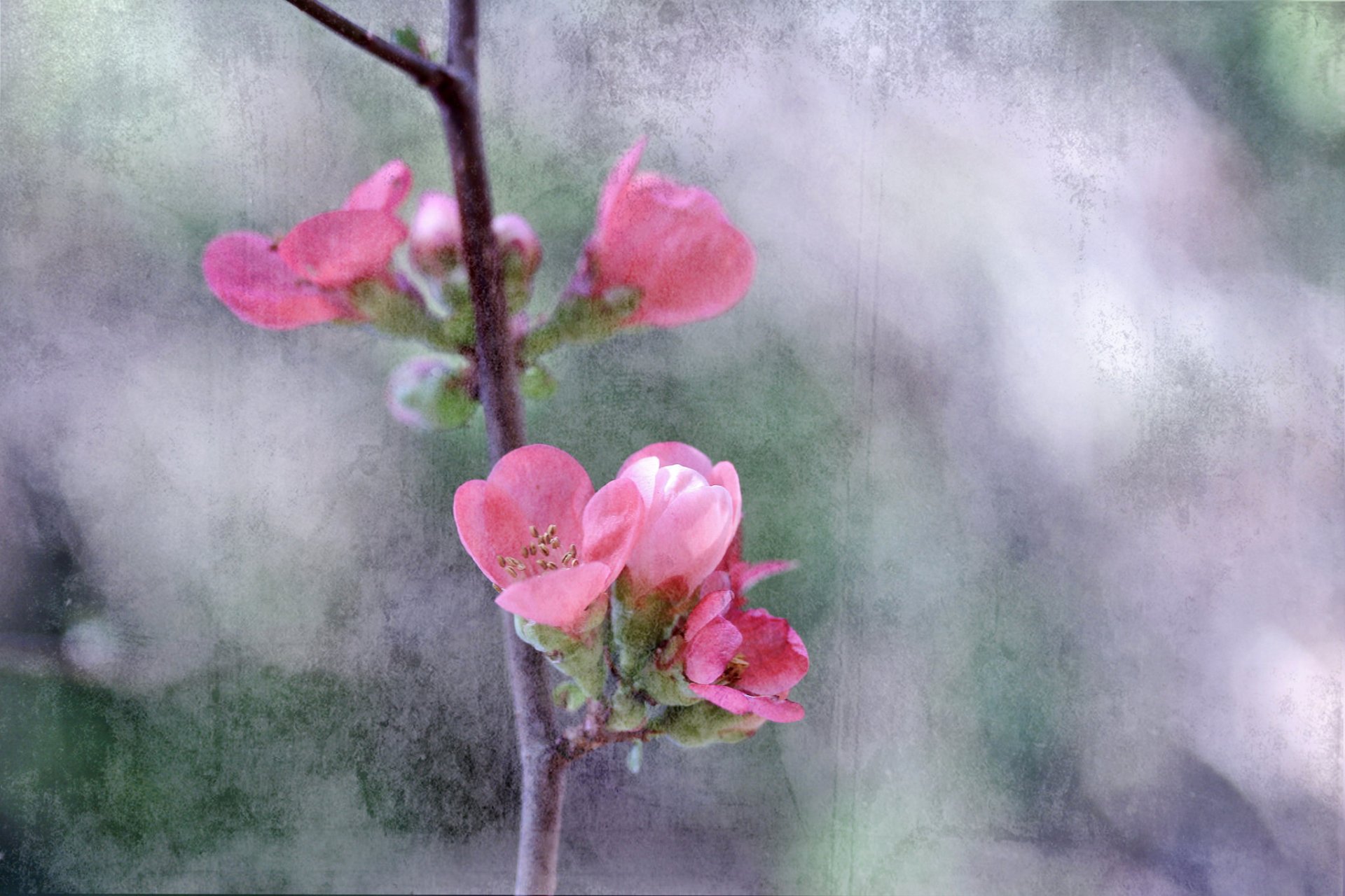 branche arbre jardin fleurs printemps toile