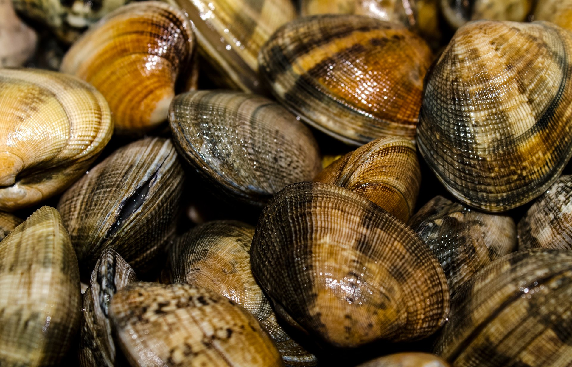 coquille coquille mer couleur