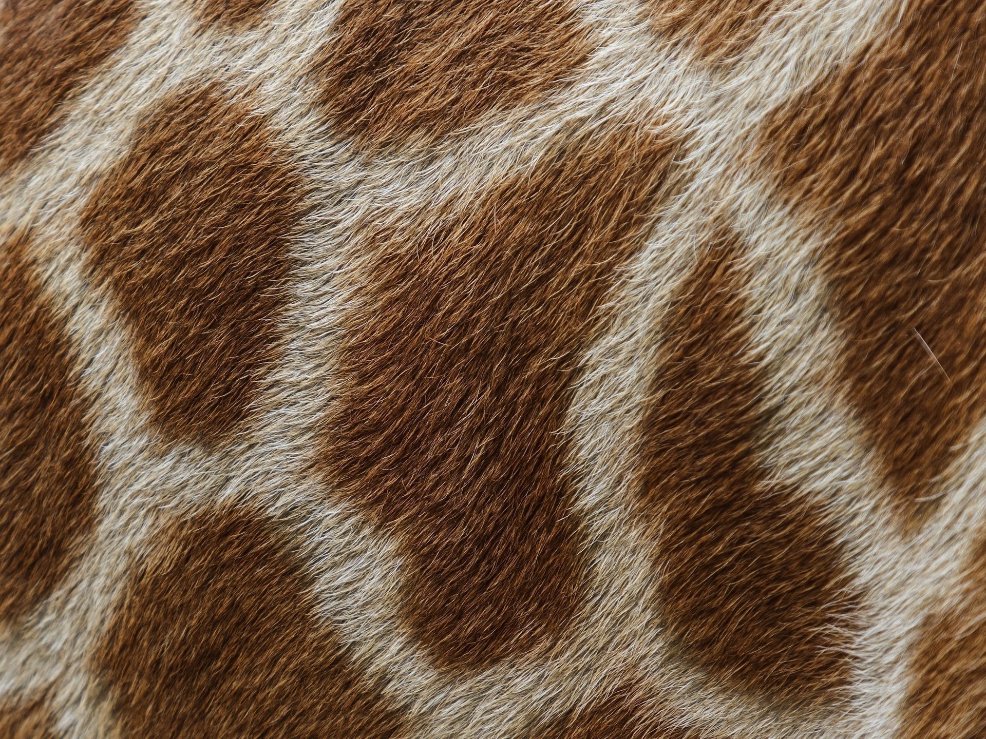 giraffe wolle pelz haut flecken makro textur