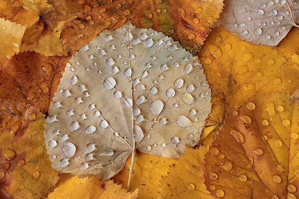 Hojas de otoño después de la lluvia